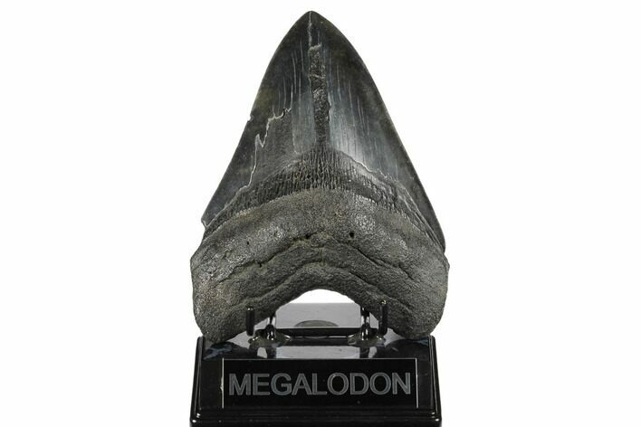 Fossil Megalodon Tooth - South Carolina #175938